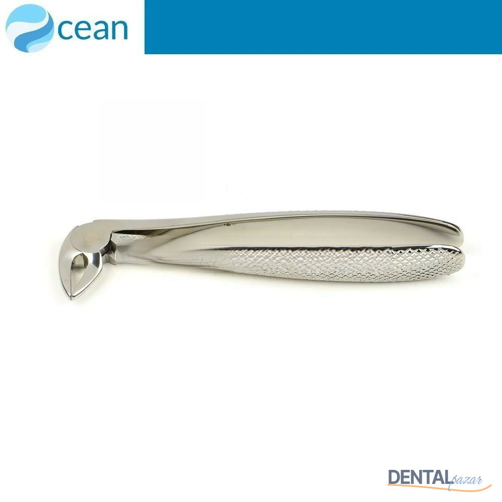 Yetişkin Davye #33A Alt Kesici ve Kök Dişler