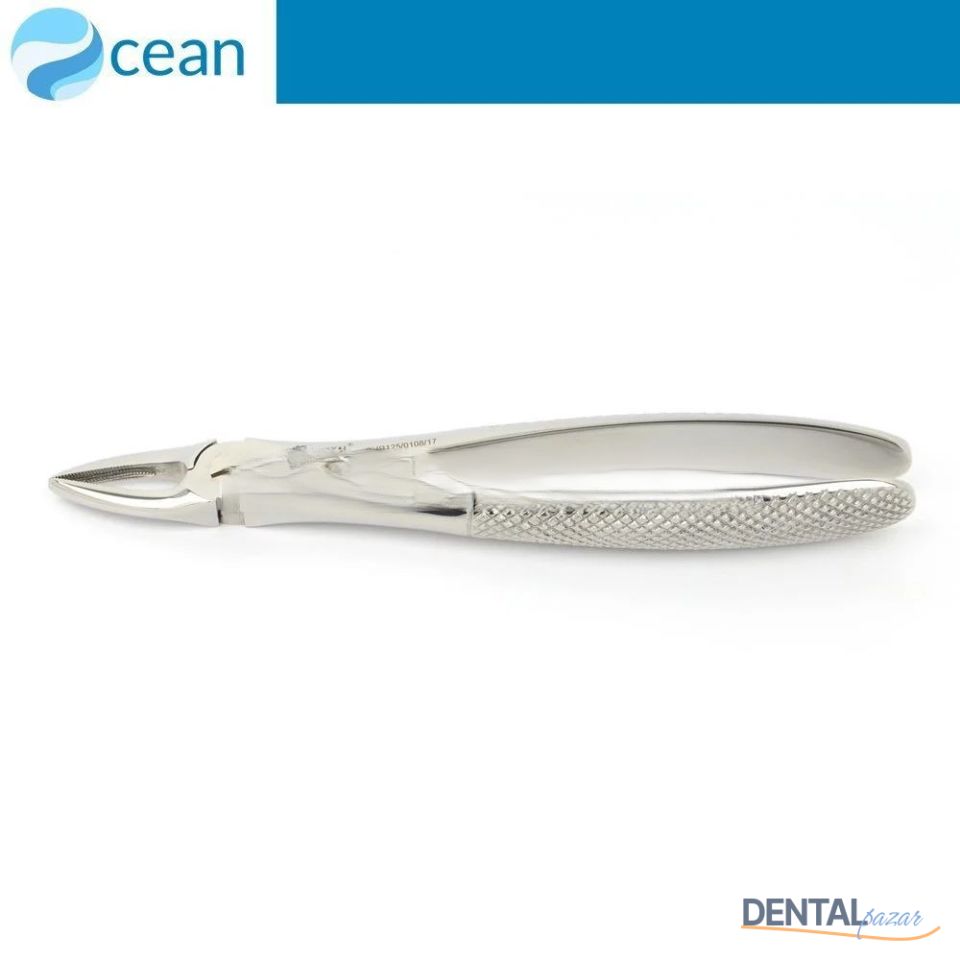 Yetişkin Davye #29 Üst Anterior ve Kök Dişler