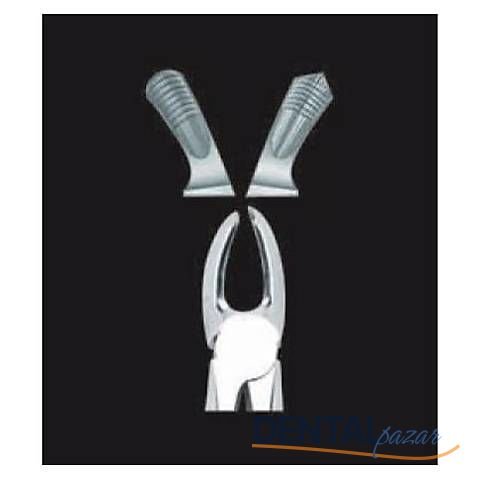 Davye Üst Büyük Azı - Sol