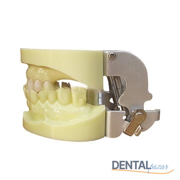İmplant Eğitim Modeli Alt-Üst Takım - UM-Z4