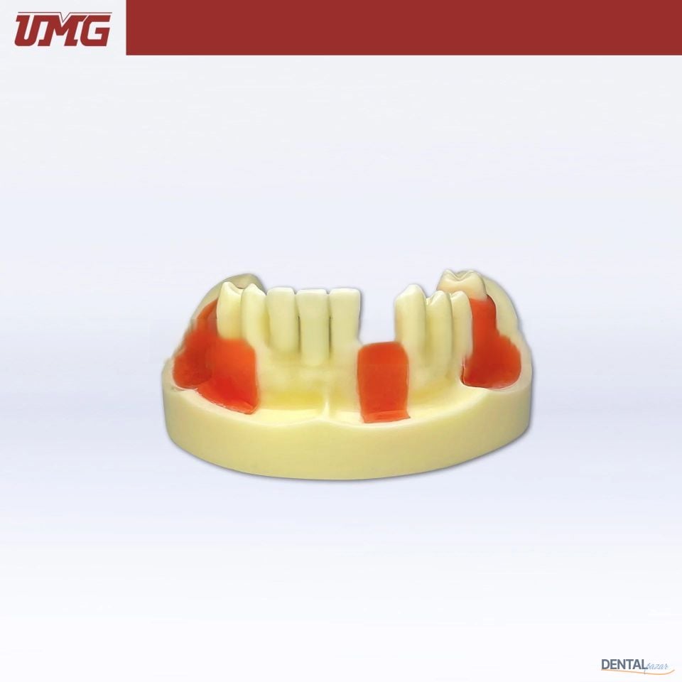 İmplant Eğitim Modeli Dişeti ile Birlikte