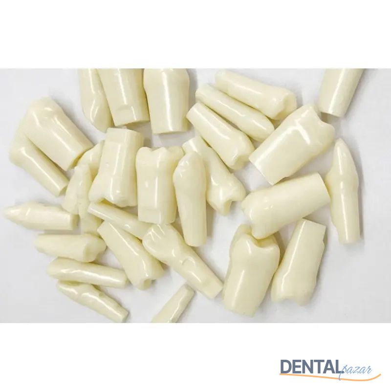 Düz Köklü Kalıcı Dişler - UM-C4