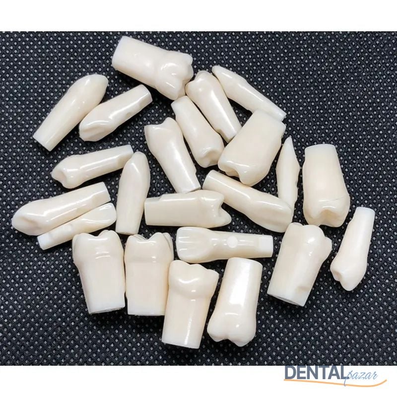 Düz Köklü Kalıcı Dişler - UM-C4